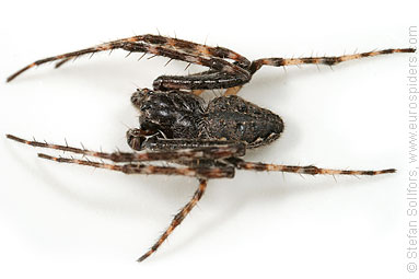 Walnut orb-weaver Nuctenea umbratica