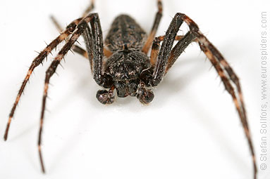 Walnut orb-weaver Nuctenea umbratica