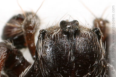 Walnut orb-weaver Nuctenea umbratica