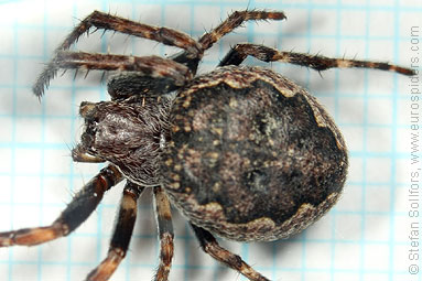 Walnut orb-weaver Nuctenea umbratica