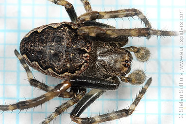 Walnut orb-weaver Nuctenea umbratica