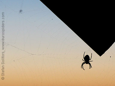 Walnut orb-weaver Nuctenea umbratica