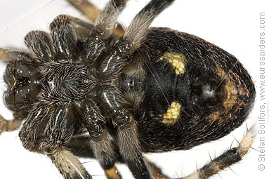 Walnut orb-weaver Nuctenea umbratica