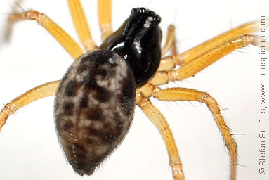 - Obscuriphantes obscurus