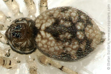 - Oecobius sp