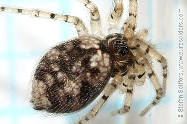 - Oecobius sp