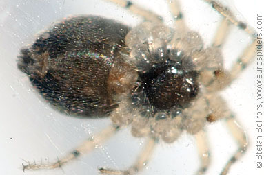 - Oecobius sp