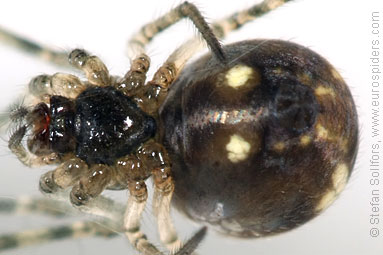 - Swedish spiders