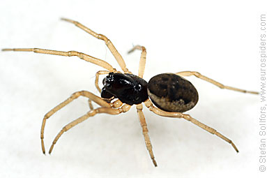 - Pachygnatha degeeri