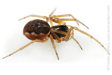 - Pachygnatha degeeri