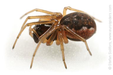 - Pachygnatha degeeri