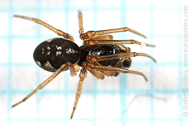 - Pachygnatha degeeri