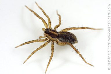 Field wolf-spider Pardosa agrestis