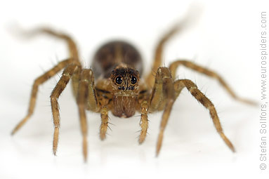 Field wolf-spider Pardosa agrestis