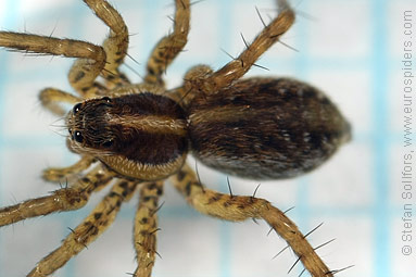 Field wolf-spider Pardosa agrestis