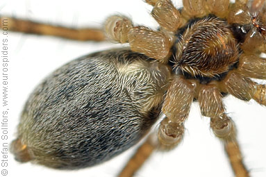 Field wolf-spider Pardosa agrestis