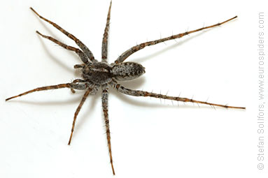 Shore wolf-spider Pardosa agricola