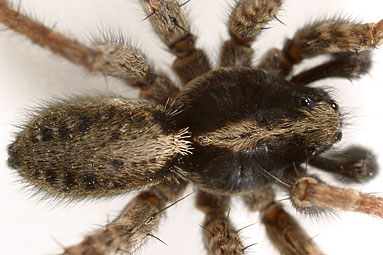 - Pardosa agricola