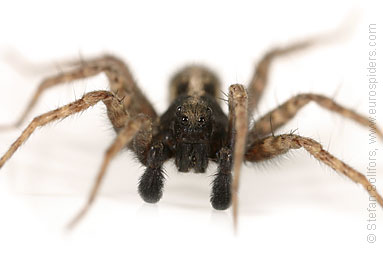 - Pardosa agricola