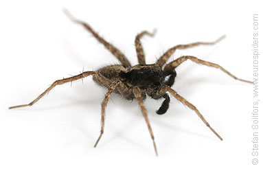 - Pardosa agricola