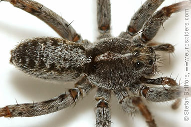 Shore wolf-spider Pardosa agricola