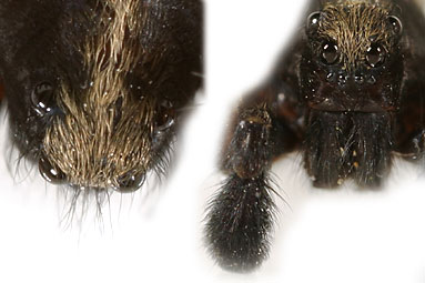 - Pardosa agricola