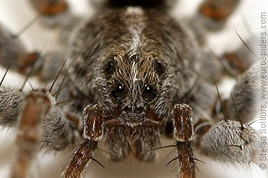 Shore wolf-spider Pardosa agricola