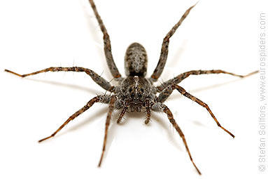 Shore wolf-spider Pardosa agricola