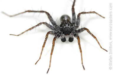 Shore wolf-spider Pardosa agricola