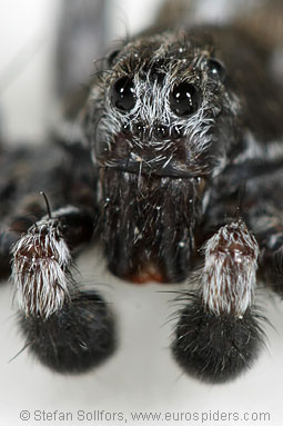 Shore wolf-spider Pardosa agricola