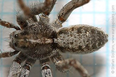 Shore wolf-spider Pardosa agricola