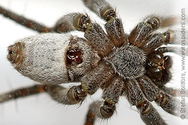 Shore wolf-spider Pardosa agricola