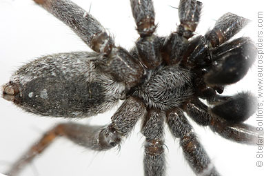 Shore wolf-spider Pardosa agricola