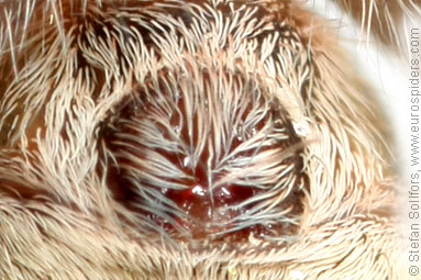 Spotted wolf-spider Pardosa amentata