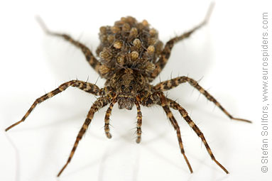 Spotted wolf-spider Pardosa amentata