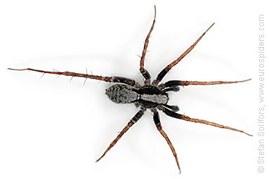 - Pardosa lugubris