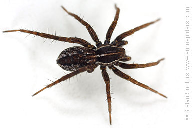 Pin-stripe wolf-spider Pardosa monticola