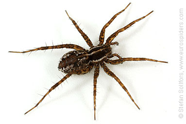 Pin-stripe wolf-spider Pardosa monticola