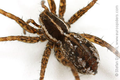 Pin-stripe wolf-spider Pardosa monticola