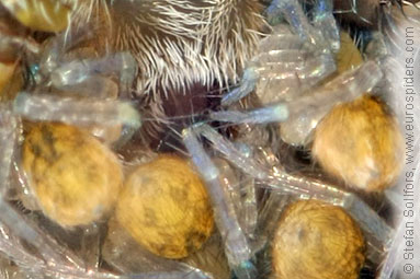 Pin-stripe wolf-spider Pardosa monticola