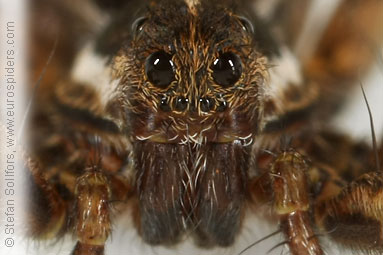 Pin-stripe wolf-spider Pardosa monticola