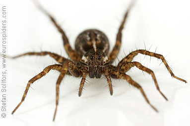 Pin-stripe wolf-spider Pardosa monticola