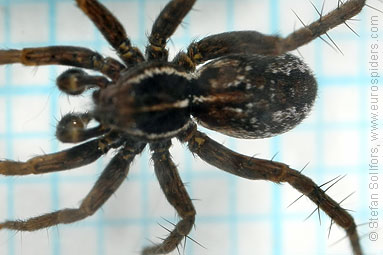 Pin-stripe wolf-spider Pardosa monticola