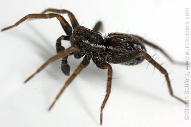 Pin-stripe wolf-spider Pardosa monticola