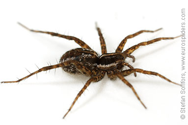 Pin-stripe wolf-spider Pardosa monticola