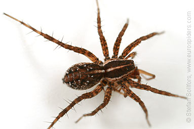 - Pardosa palustris