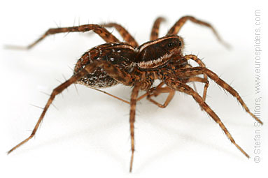 - Pardosa palustris