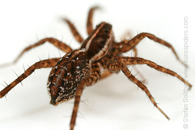 - Pardosa palustris