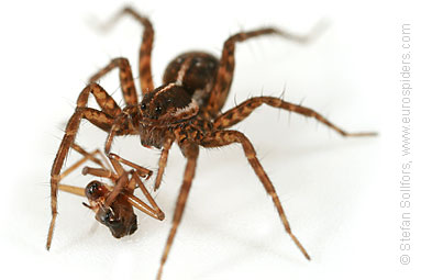 - Pardosa palustris