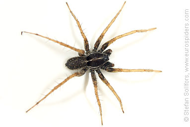 Marsh wolf-spider Pardosa palustris